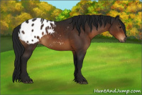 Horse Color:Gray Bay Appaloosa 