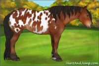 Horse Color:Gray Bay Appaloosa 