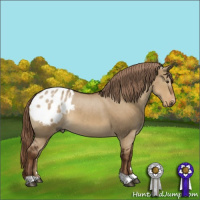 Horse Color:Gray Liver Red Dun Appaloosa 