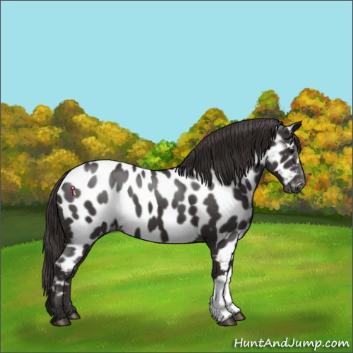 Horse Color:Smoky Black Appaloosa