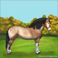 Horse Color:Bay Onyx Rabicano 