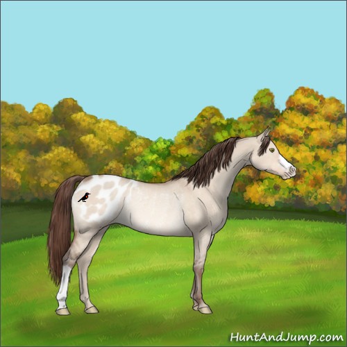 Horse Color:Sable Champagne Dun Appaloosa Rabicano