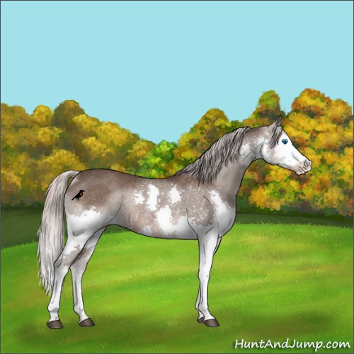 Horse Color:Silver Black Splash Rabicano 