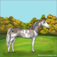 Horse Color:Silver Black Splash Rabicano