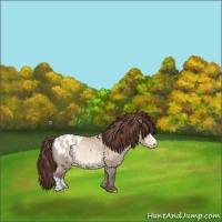 Horse Color:Amber Champagne Roan Dun Appaloosa Rabicano