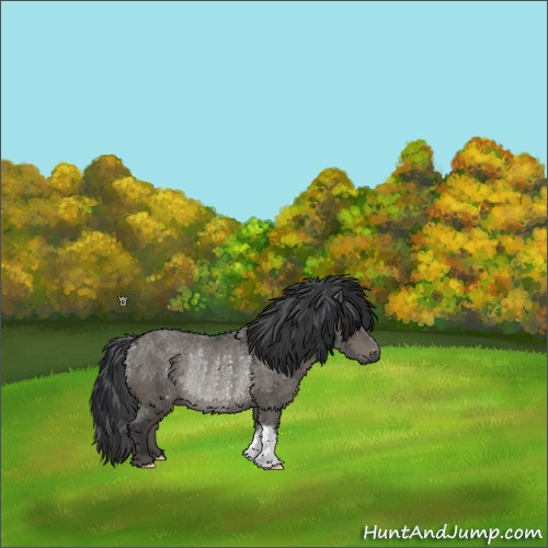 Horse Color:Grullo Rabicano