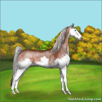 Horse Color:Silver Brown Splash Rabicano and Silver Bay Splash Rabicano