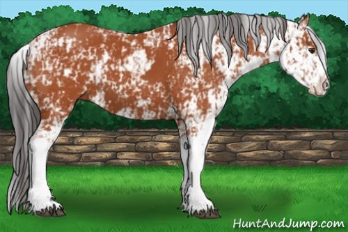 Horse Color:Bay Sabino and Bay Sabino