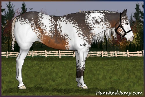 Horse Color:White Spotted Silver Smoky Black 