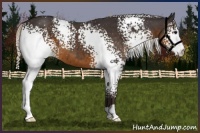 Horse Color:White Spotted Silver Smoky Black