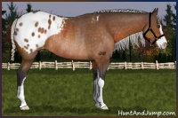 Horse Color:Silver Buckskin Sabino Blanket Rabicano