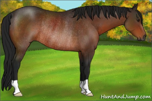 Horse Color:Gray Brown Rabicano 