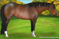 Horse Color:Gray Brown Rabicano