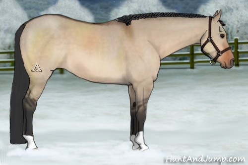 Horse Color:Bay Dun