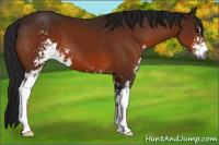 Horse Color:Gray Bay Sabino 