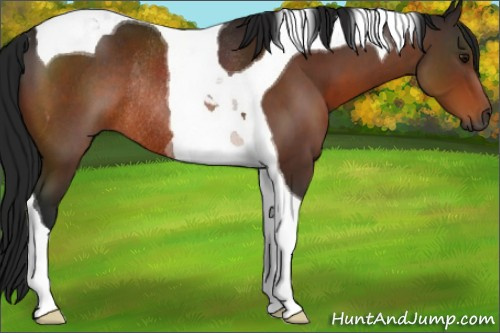 Horse Color:Gray Bay Tobiano Rabicano