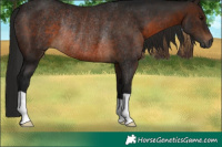Horse Color:Gray Brown Rabicano 