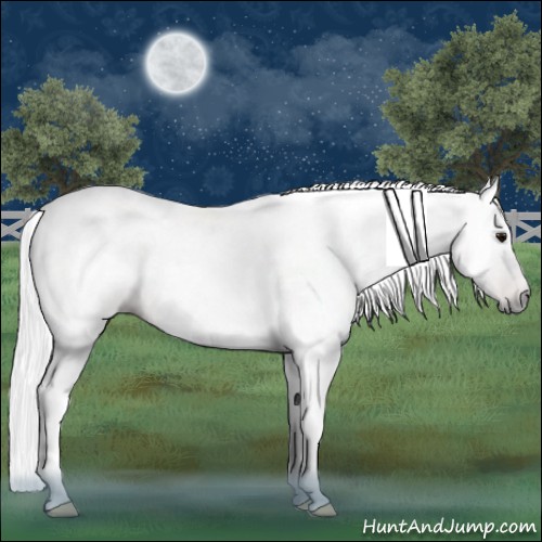 Horse Color:Gray Bay Tobiano Rabicano 