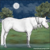 Horse Color:Gray Bay Tobiano Rabicano 