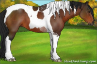 Horse Color:Gray Bay Tobiano 