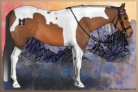 Horse Color:Bay Tobiano 