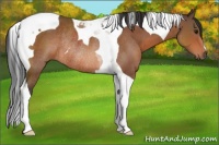 Horse Color:Bay Tobiano Rabicano 