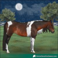 Horse Color:Gray Bay Tobiano Rabicano