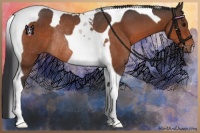 Horse Color:Bay Tobiano Rabicano 