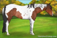 Horse Color:Bay Tobiano Rabicano 