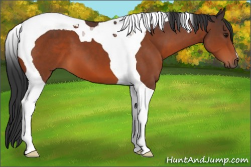Horse Color:Bay Tobiano
