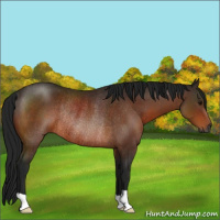 Horse Color:Gray Bay Rabicano 