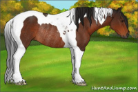Horse Color:Gray Brown Tobiano Rabicano 