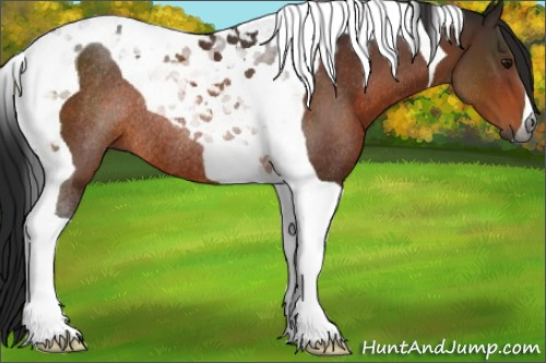 Horse Color:Gray Bay Tobiano Rabicano 