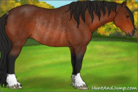 Horse Color:Gray Bay Rabicano