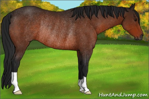 Horse Color:Gray Bay Rabicano