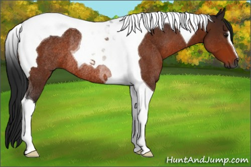 Horse Color:Gray Bay Tobiano Rabicano 