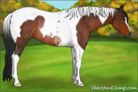 Horse Color:Gray Bay Tobiano Rabicano