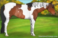 Horse Color:Bay Tobiano Rabicano