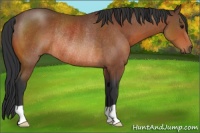 Horse Color:Bay Rabicano