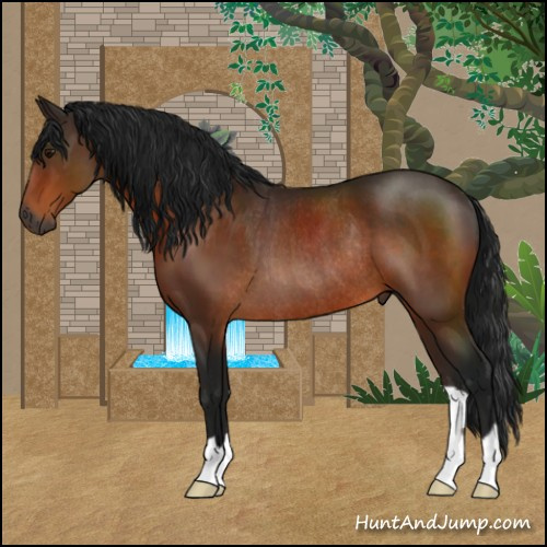 Horse Color:Gray Bay Rabicano 
