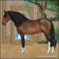 Horse Color:Gray Bay Rabicano