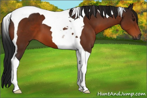 Horse Color:Gray Bay Tobiano 