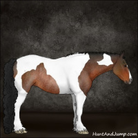 Horse Color:Gray Brown Tobiano Rabicano