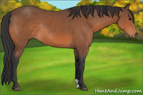 Horse Color:Bay Rabicano