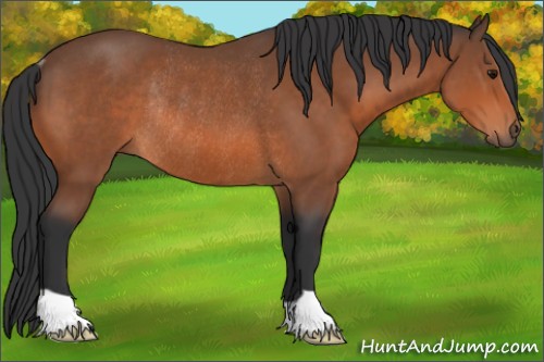 Horse Color:Bay Rabicano