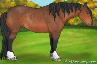 Horse Color:Bay Rabicano 