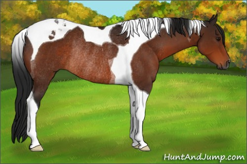 Horse Color:Gray Bay Tobiano Rabicano