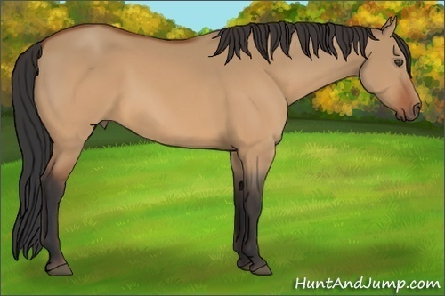 Horse Color:Bay Dun