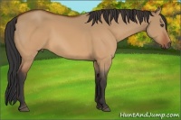 Horse Color:Bay Dun 