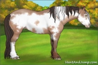 Horse Color:Sable Champagne Frame 